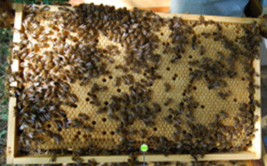 cadre abeille.jpg